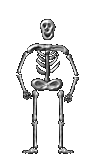 skeleton anim