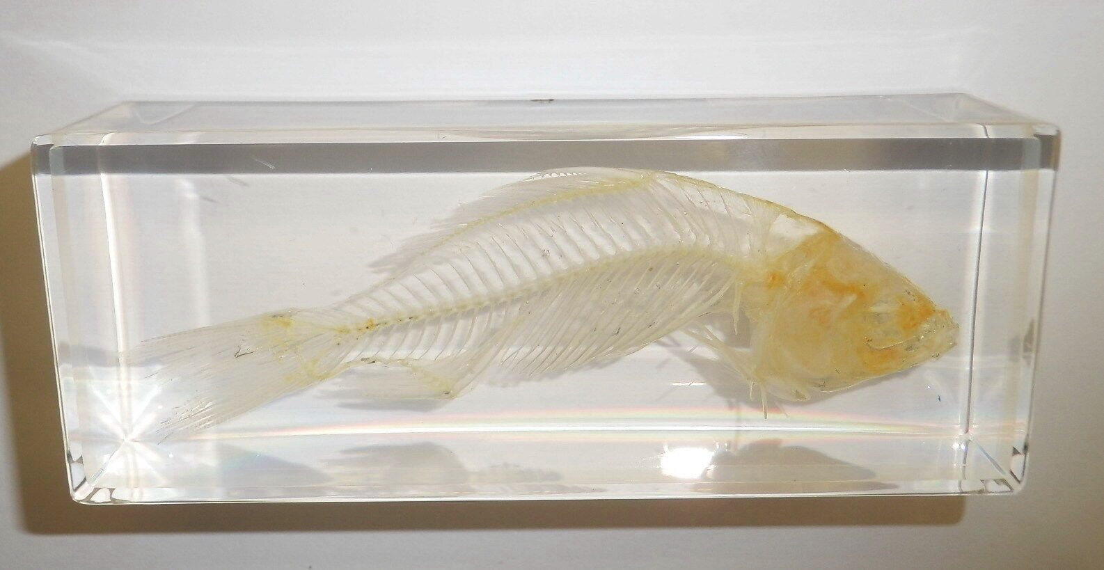 Fish Skeleton (medium) - Cold-water Goldfish Specimen (Clear)