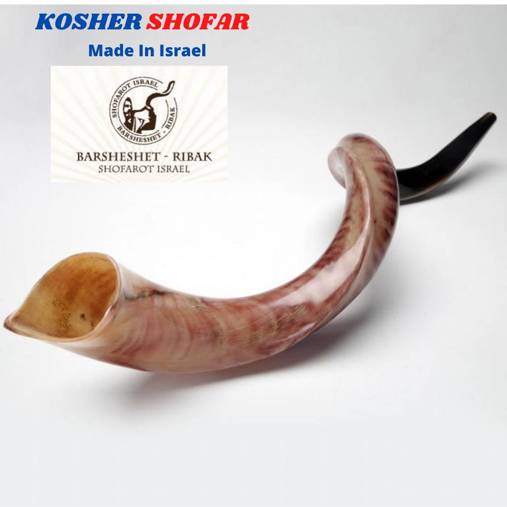 Kudu Yemenite HORN SHOFAR Kosher full Polished approx 49\