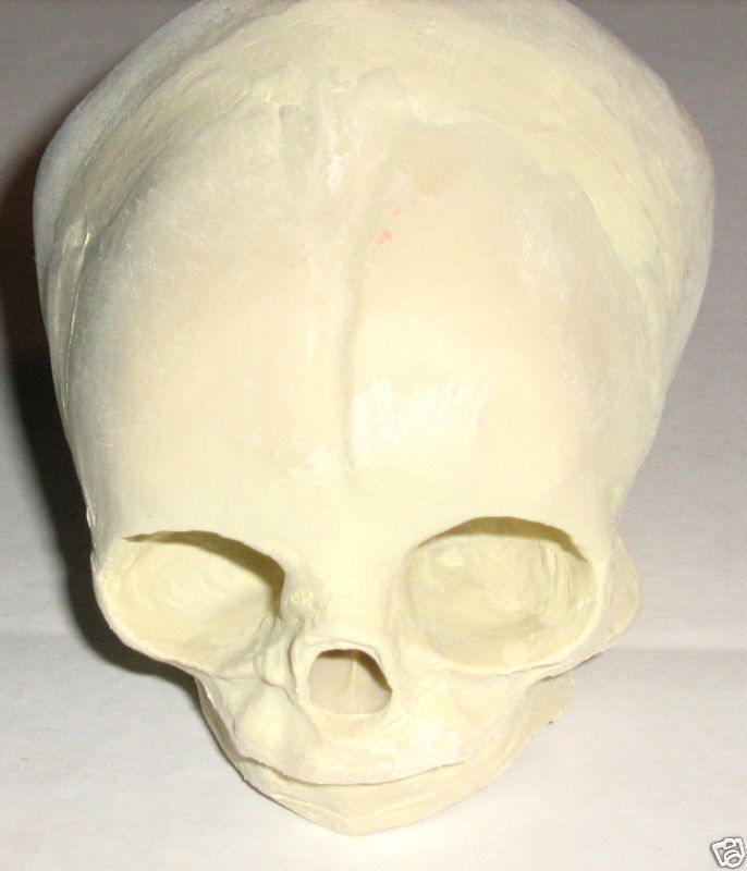 Human fetal baby infant medical anatomical skull model