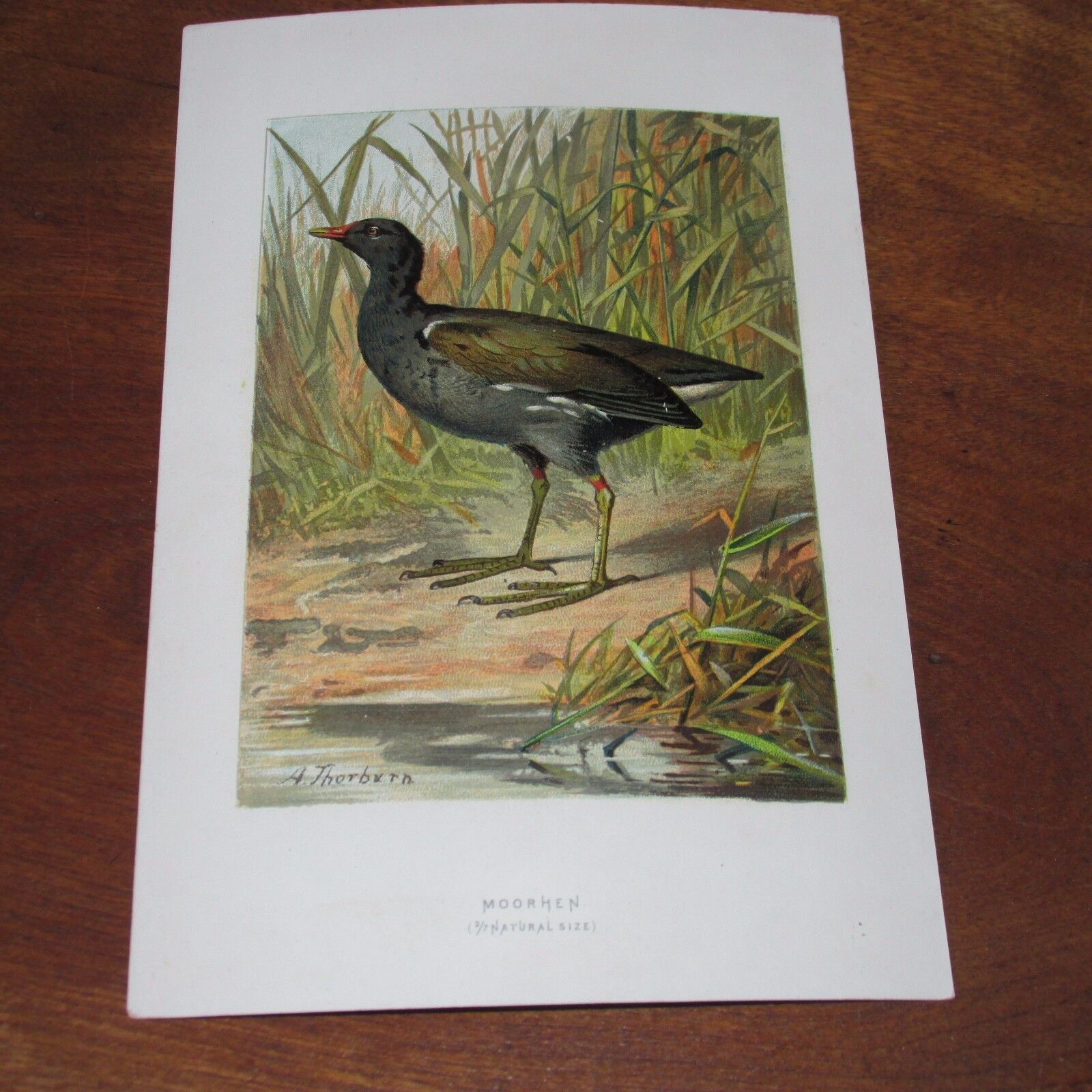 Antique Victorian Lithograph Print of the MoorHen Bird by A. Thorburn, 1880\'s