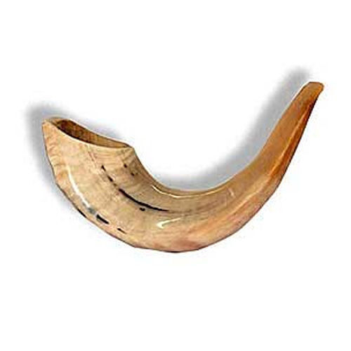 Shofar Kosher Ram\'s Horn Made In ISRAEL NEW 10\