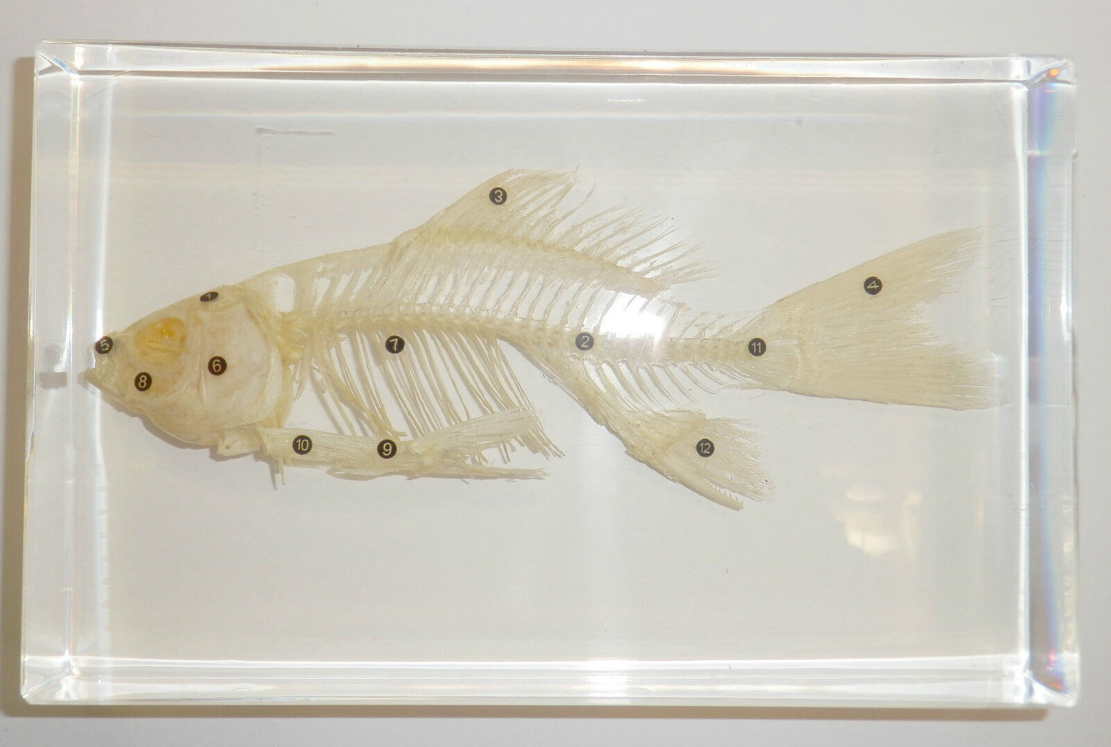 Fish Skeleton - Cold-water Goldfish (12 parts labeled) : Very Large - Clear