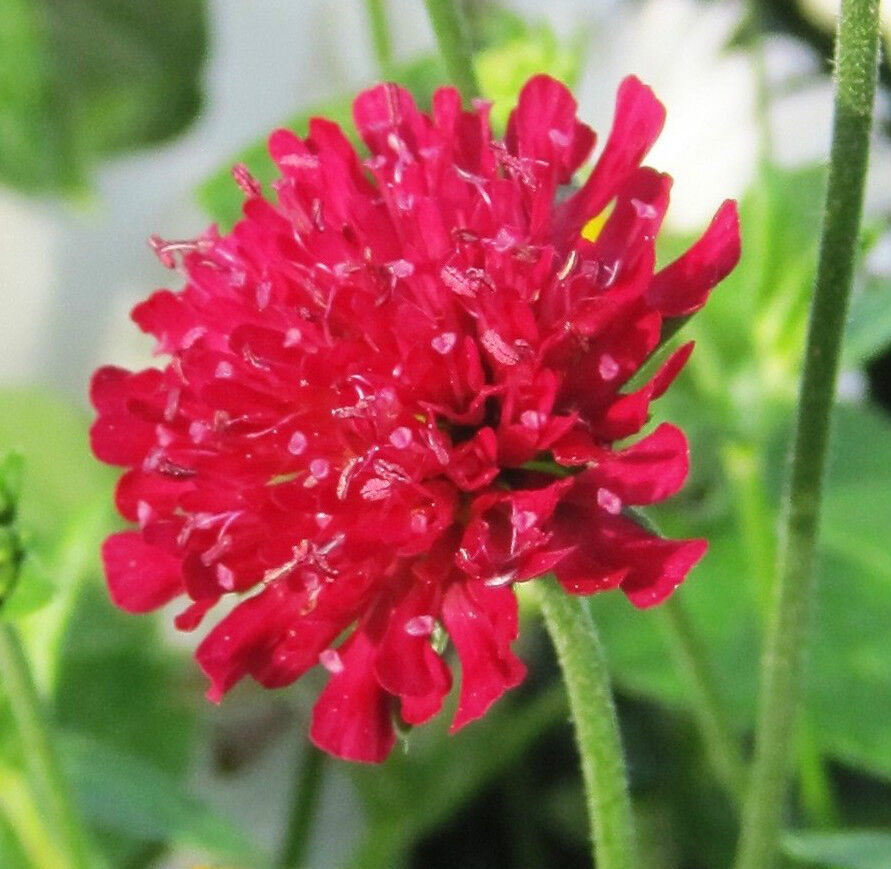 KNAUTIA, SCABIOSA,  PINCUSHION FLOWERS,  101 SEEDS,  MIXED, RED, PINK, LAVENDER