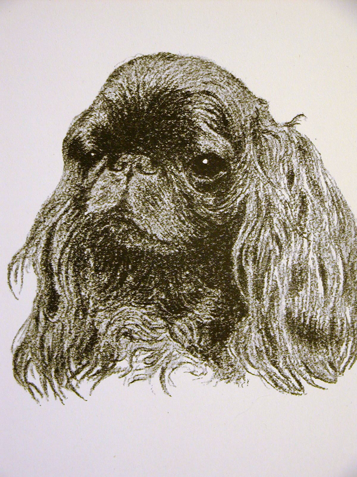 Francis Wardle 1935 KING CHARLES SPANIEL Vintage Dog Print Matted