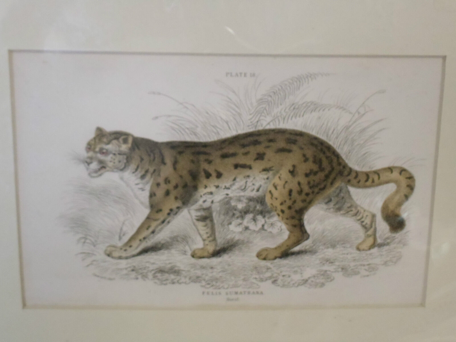 1834 Natural History Sir W. Jardine,  Hand Colored Plate 20 felis sumatrana RARE