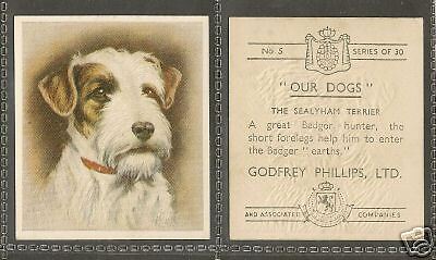 1939 UK Our Dogs Dog Art Godfrey Phillips Cigarette Card SEALYHAM TERRIER Adult
