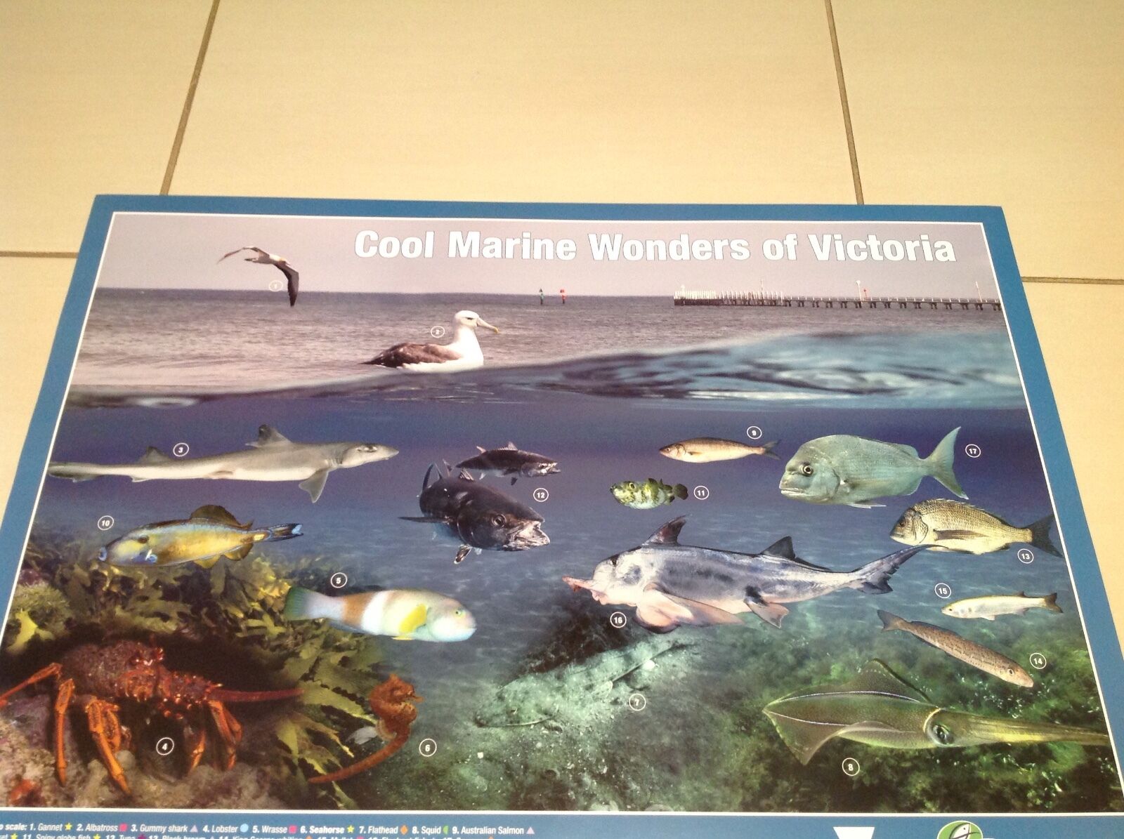FISHES AND MARINE SEA LIFE ANIMALS POSTER BIG 600mm. VerY ATTRACTIVE FULL COLOUR
