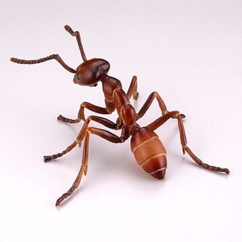 Kaiyodo Capsule Q Museum Mini Figure Argentine Ant import Japan