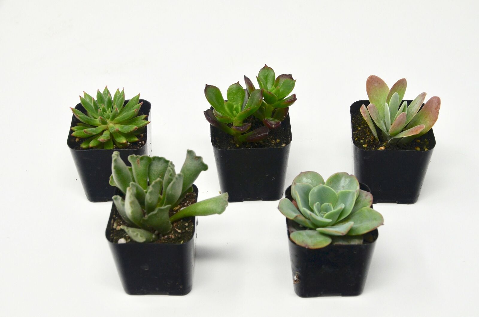 5 Succulent Variety Pack - 2.0\