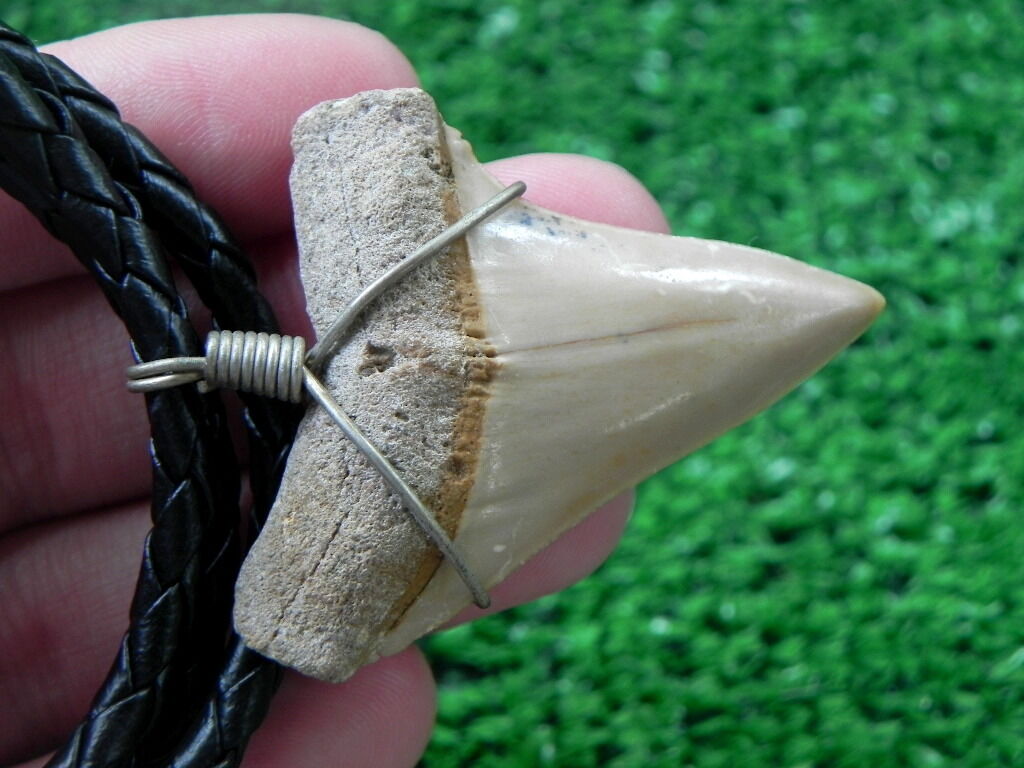 1B Chilean Extinct Mako Sharks Tooth Necklace AMAZING UNIQUE GIFT 1 13/16 \
