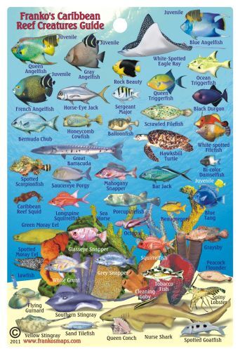 Franko Maps Caribbean Sea Mini Fish ID Card 