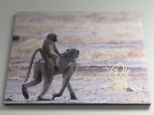 2024 ZAMBIA Signed 16X20 CANVAS Print #d 1/1 BABOON Are We There Yet? by BC Mixx picture