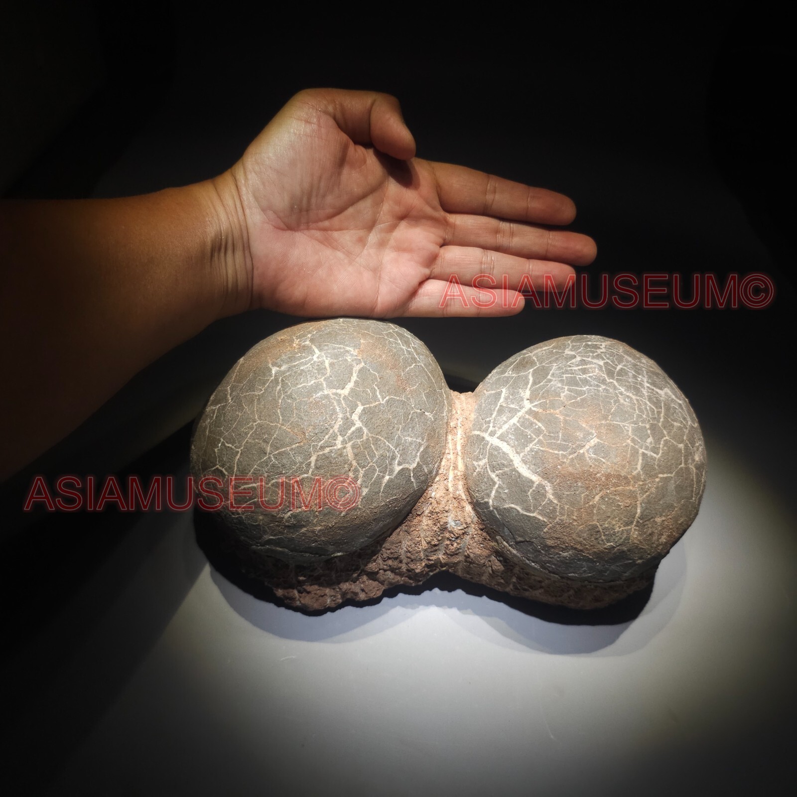 PAIR DOUBLE Dinosaur Egg Nest Hadrosaur Fossil Jurassic Park World Cretaceous G3 PAIR DOUBLE Dinosaur Egg Nest Hadrosaur Fossil Jurassic Park World Cretaceous G3