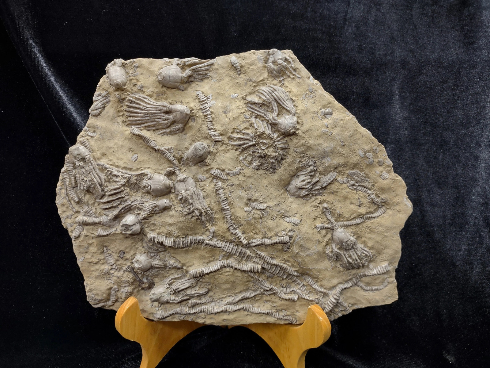 Big Lodgepole Fossil Crinoid Plate, Gallatin Co., MT