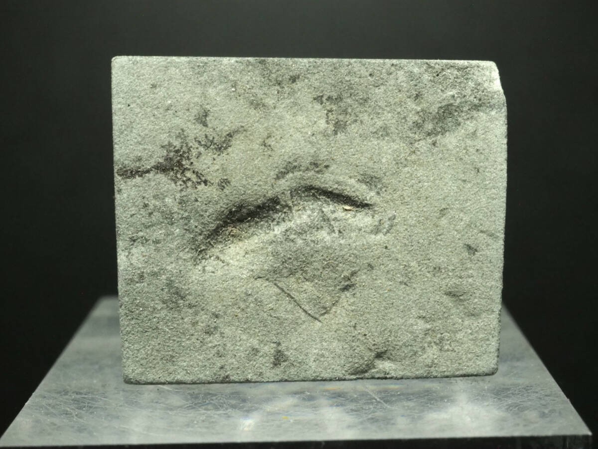 Old Kimberella Ediacaran biota Kimberella quadrata 8g Russia Arkhangelsk region Old Kimberella Ediacaran biota Kimberella quadrata 8g Russia Arkhangelsk region