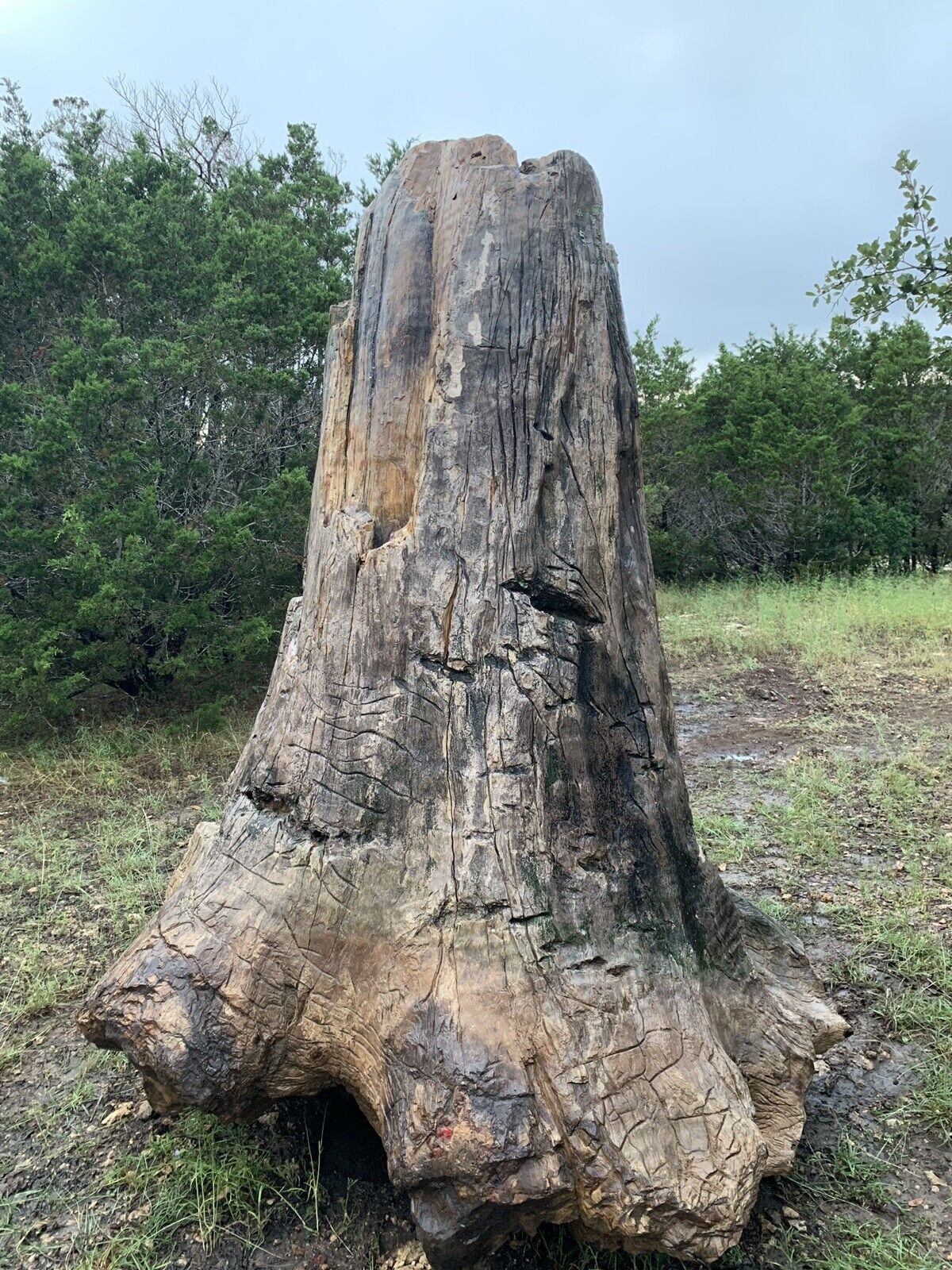 Giant Petrified Wood Tree Stump 8ft Tall One of a kind fossil River Cypress 