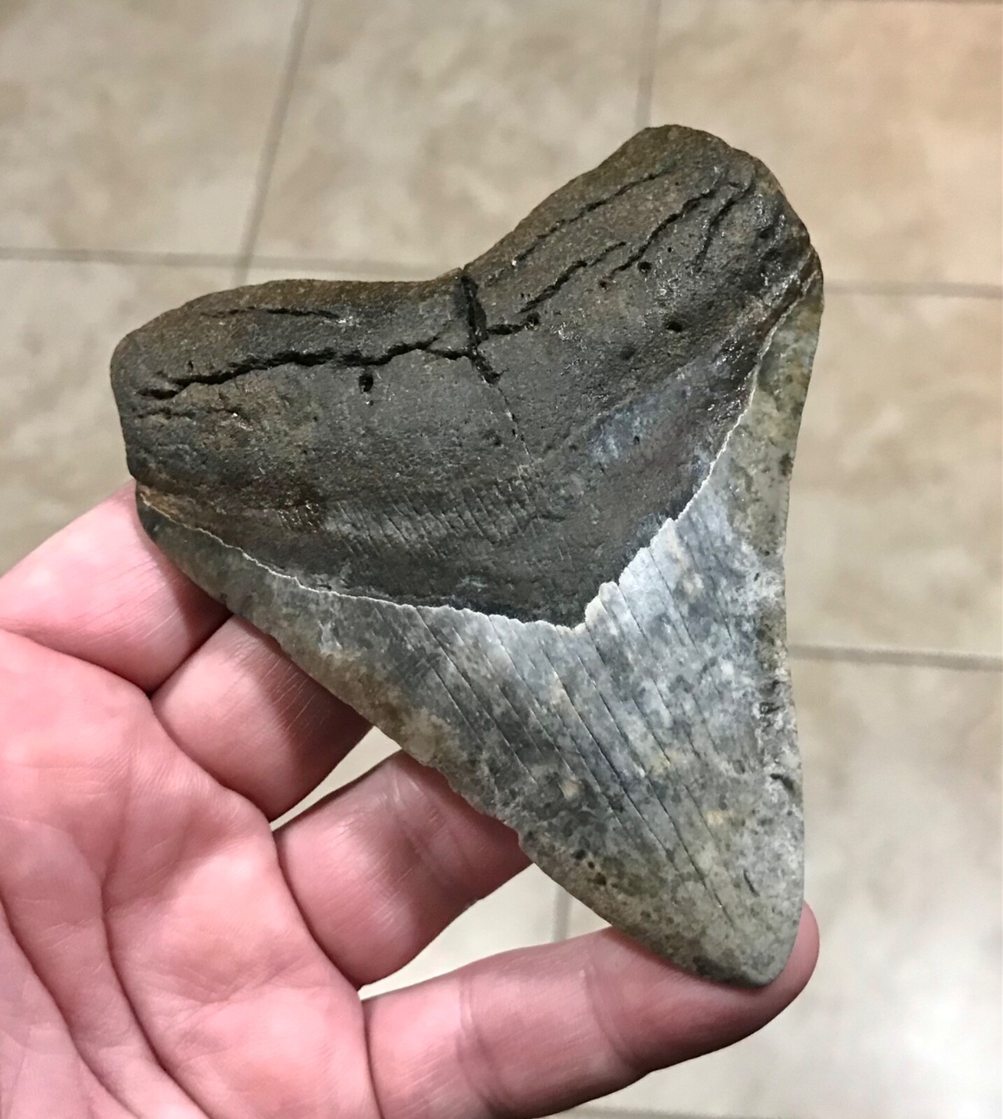 RARE & UNIQUELY PATTERNED - 4.5” - GOLDEN BEACH,FL - MEGALODON SHARKTOOTH FOSSIL