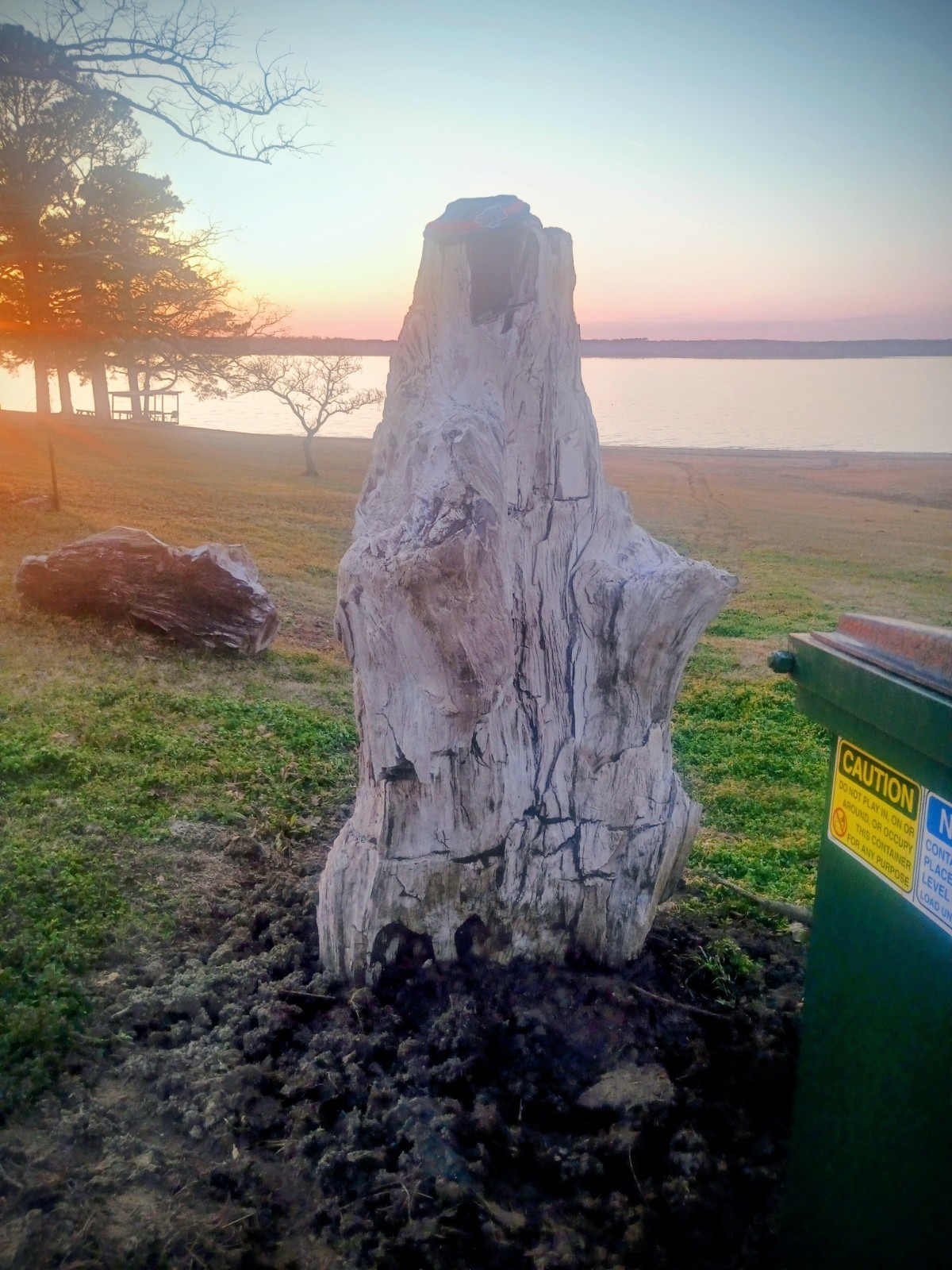 Beautiful, Natural,Very Large Petrified Tree ,Texas, Beautiful, Natural,Very Large Petrified Tree ,Texas,
