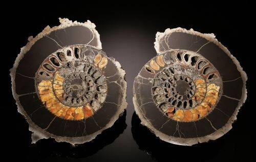 A gorgeous pair of 11 1/2 A gorgeous pair of 11 1/2