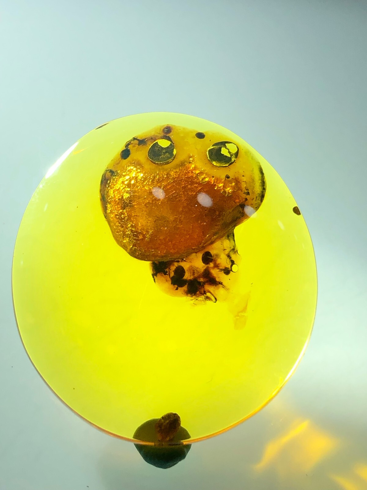 Beautiful 🪼 jellyfish The Most Expensive Fossil Amber Burmese, Museum Quality Beautiful 🪼 jellyfish The Most Expensive Fossil Amber Burmese, Museum Quality