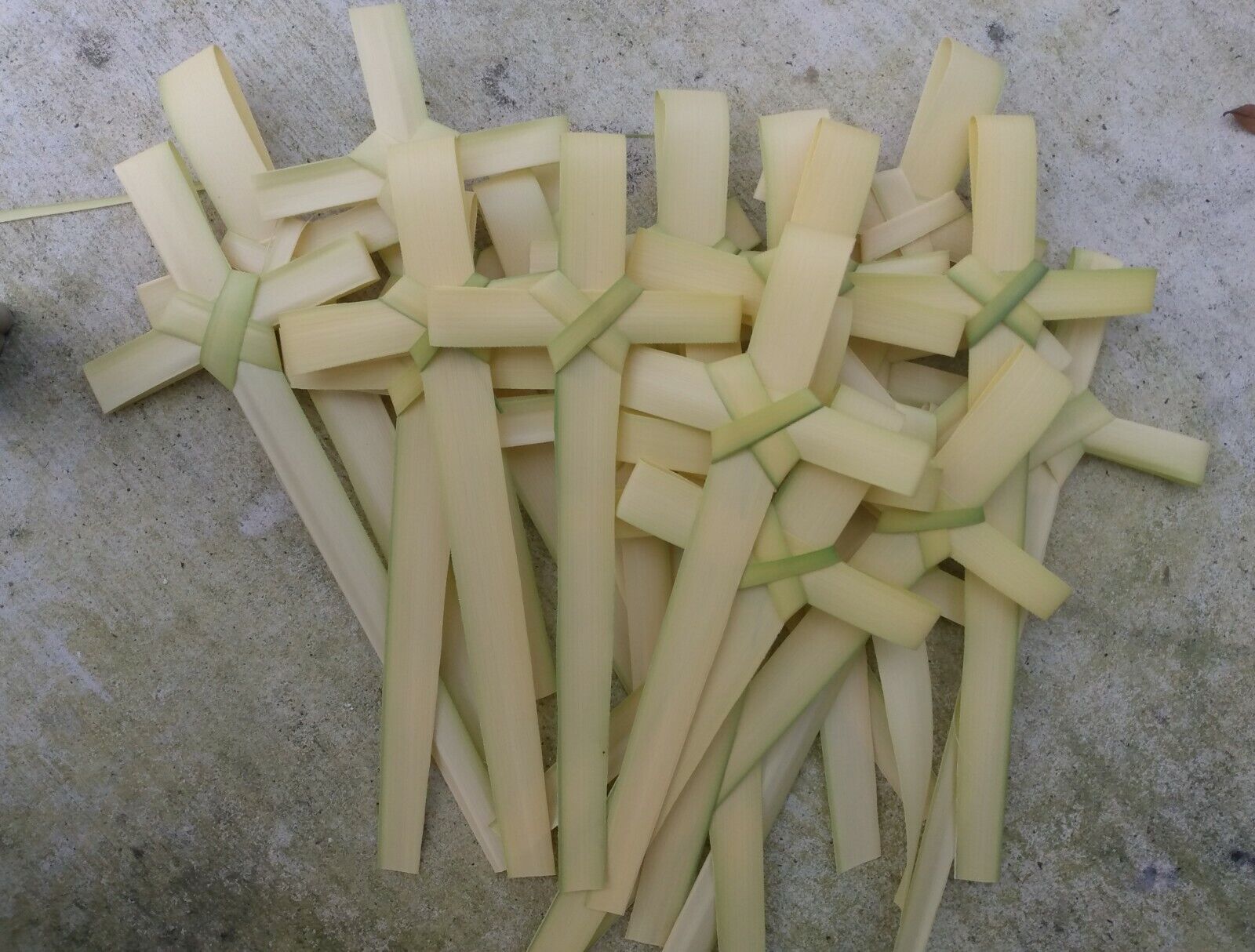 Pk.500- small FRESH Palm Bud Crosses for PALM SUNDAY MADE IN FLORIDA  3day ship