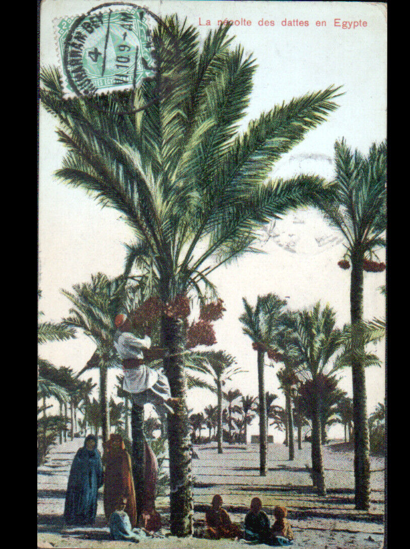 MUHARRAM BEY / ALEXANDRIA (EGYPT) DATE COLLECTION animated in 1910