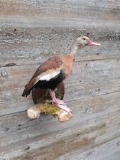 Whistling Duck Taxidermy Wall Mount Non-Migratory Waterfowl picture