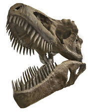 Incredible, Full Size Tyrannosaurus Rex Skull Replica - 5' x 3' x 4.5' -hBARSCI picture