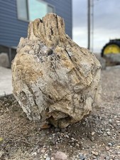 large petrified wood stump, unpolished picture