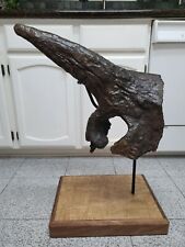 Exquisite Genuine TRICERATOPS BROW HORN w/Eye socket Dinosaur Fossil STUNNING picture