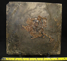 Authentic Germany Messel pit bird fossil, Eocene (47 million years old) RARE picture