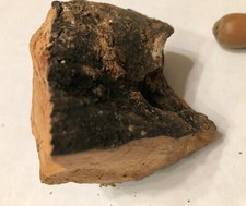 Abraham's Oak Bark Relic Tree of Mamre Acorns Hebron Ancient Holy Site Terebinth picture