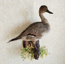 Mandarin Duck (Aix Galericulata) Taxidermy Wall Mount Non-Migratory Waterfowl picture