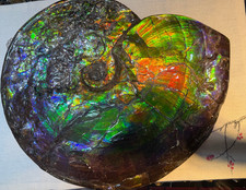 Rare Treasured Ancient Colourful Ammonite Fossil Canadian Mine Display Spencimen picture