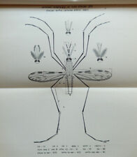 1930 MALARIA IN PALESTINE ERETZ ISRAEL ANOPHELES MOSQUITO CONTROL MEDICINE MAPS picture