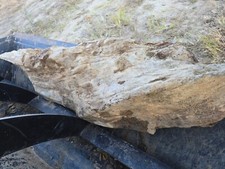 Petrified wood fossils 250/300 lb found in nc looks like  picture