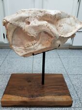 DINOSAUR FOSSIL Largest Ever Sabertooth Cat Tiger Skull offered on Ebay 19 in.  picture