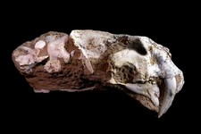 [MEGA004] Rare Beautiful Saber-toothed Cat Megantereon Skull Neck Mammals Fossil picture