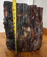 Huge Arizona Petrified Wood Stump picture