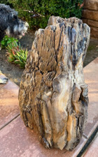 PETIRFIED LOG FROM NORTH DAKOTA /MANITOBA - TRULY AMAZING 75 LBS picture