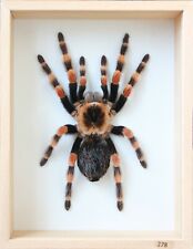 Unique Real Tarantula (Mexican Giant Orange Knee) Taxidermy - Mounted,Framed picture