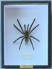 Deyrolle Paris Taxidermy Spider - Monocentropus Balfouri, Mounted & Framed  picture