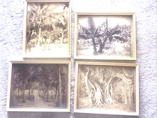 4 DIFFERENT ORIGINAL FRAMED 1890’s Photographs LAKE WORTH, FLORIDA picture