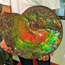 Rare Treasured Ancient Colourful Ammonite Fossil Canadian Mine Display Spencimen picture