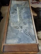 Rare 100% Genuine Ichthyosaur Dinosaur Fish Reptile Fossil Plate Exquisite picture
