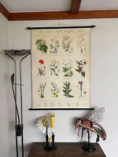 Vintage SPICES I Swedish school chart PLANTS OF USE  hops poppy crocus rapeseed picture