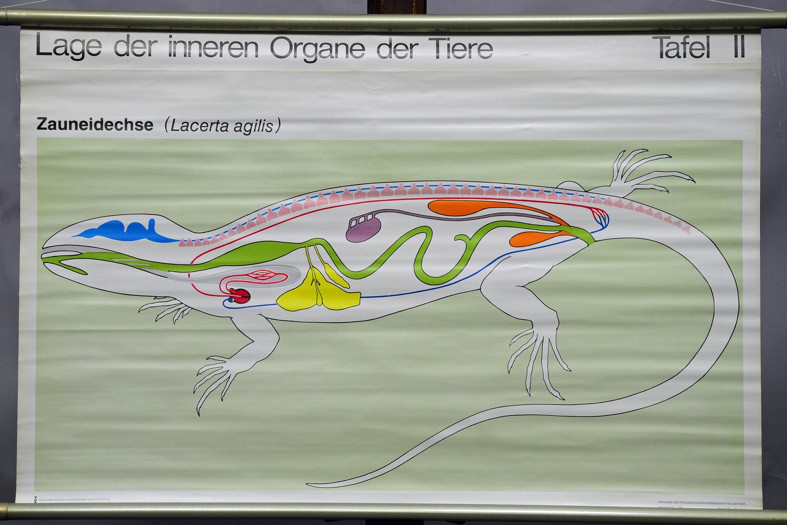 Vintage Wall Chart Anatomy Animals Overview of the Viscerals Sand Lizard Vintage Wall Chart Anatomy Animals Overview of the Viscerals Sand Lizard