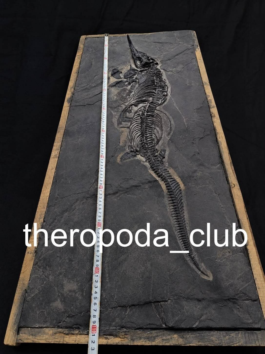 Monument of the Triassic Sea — Exceptional 110 cm Mixosaurus Skeleton Monument of the Triassic Sea — Exceptional 110 cm Mixosaurus Skeleton