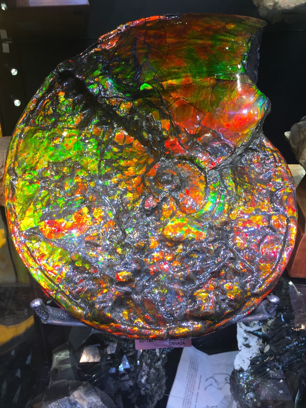 AMMOLITE OPALIZED AMMONITE WALL DINOSAUR FOSSIL JURASSIC TREASURE 